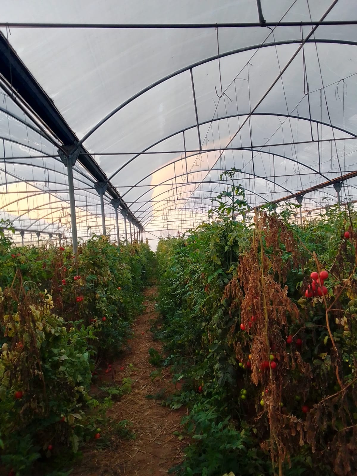 Greenhouse agricultural project